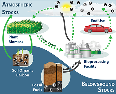 Becky Ong's scientific graphic about biogenic carbon